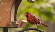 25th May 2020 - Wet Cardinal at the Feeder!