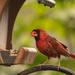 Wet Cardinal at the Feeder! by rickster549