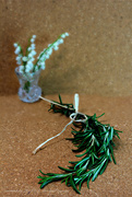 25th May 2020 - rosemary for remembrance