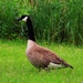 Goose by digitalrn