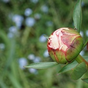 26th May 2020 - peony bud and bokeh forget me not