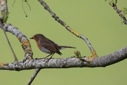 26th May 2020 - Little robin, big mouth!