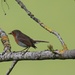 Little robin, big mouth! by jamibann