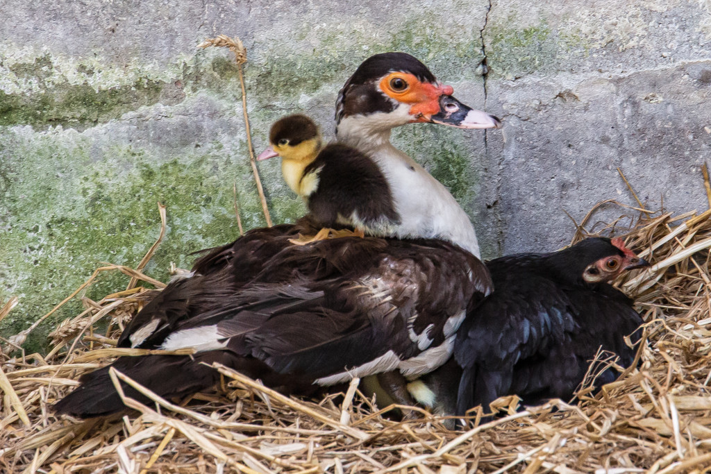 Duckling on mum's back by pamknowler