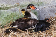 26th May 2020 - Duckling on mum's back