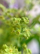 26th May 2020 - 2 mm green flowers. 