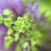 Tiny green flowers.  by cocobella