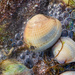 Shells Alivo, Camera Deadio by yorkshirekiwi
