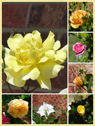 25th May 2020 - Roses in our Garden