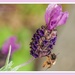 Bee And Lavender by carolmw
