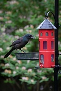 26th May 2020 - Common Grackle Gets the Grub Worm
