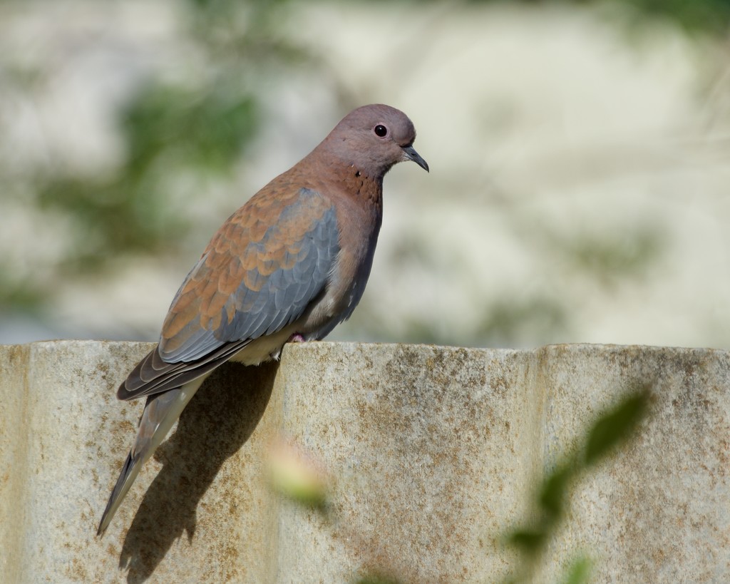 Just A Dove Sitting On The Fence DSC_8790 by merrelyn