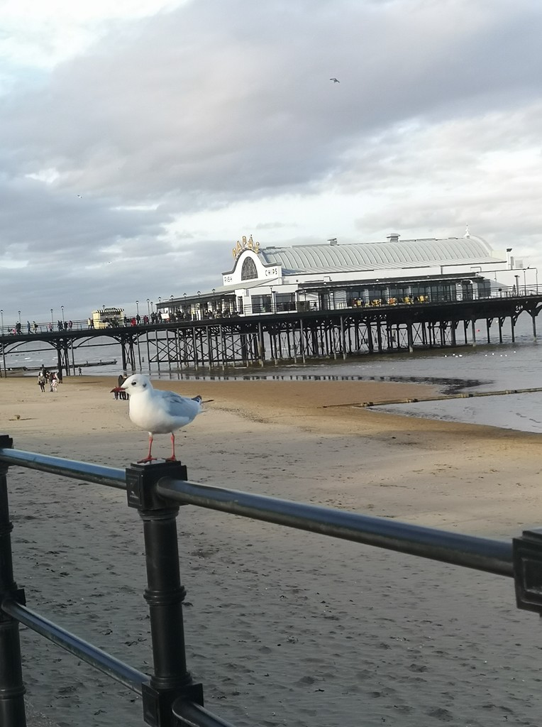 Seagull and Pier  by plainjaneandnononsense