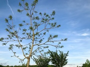 26th May 2020 - Tree and sky