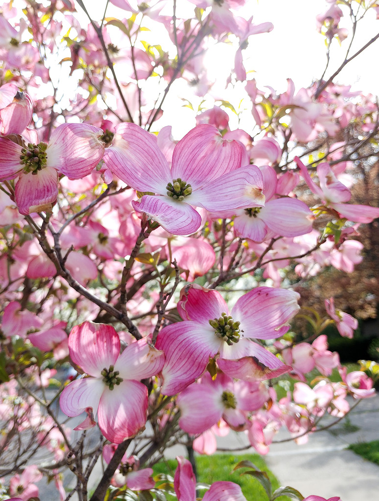 Pink dogwood by houser934