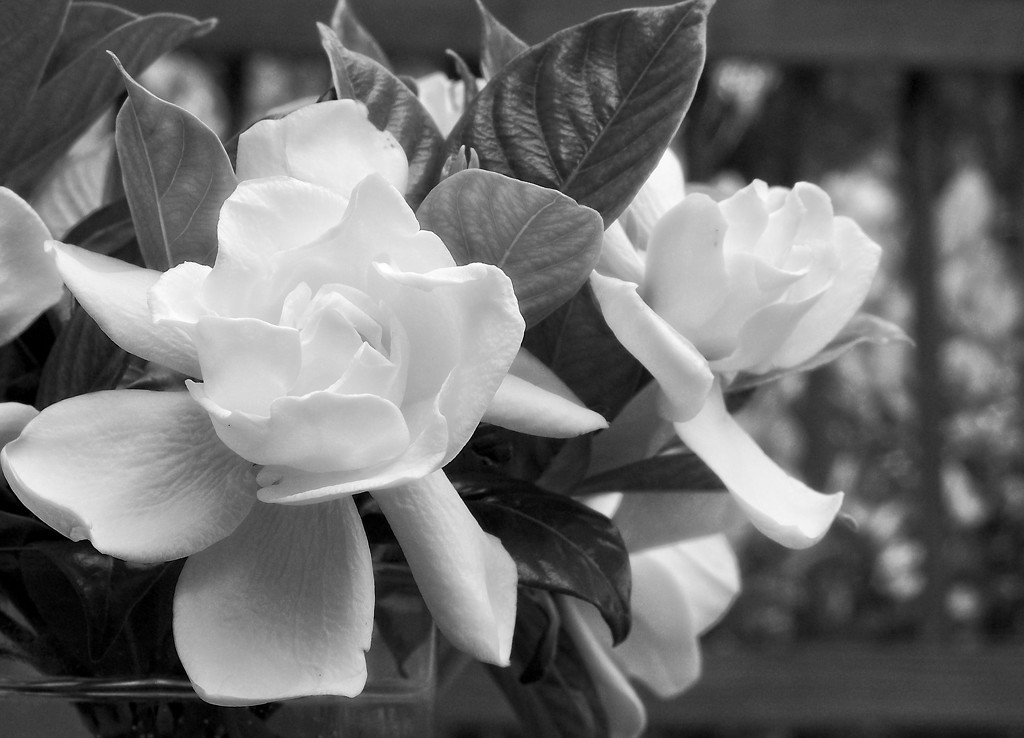 Black and white gardenias by marlboromaam