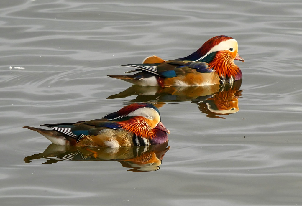 Two Mandarin Ducks by tonygig