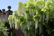 26th May 2020 - White Wisteria
