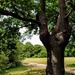 Canada Plain, Epping Forest by boxplayer