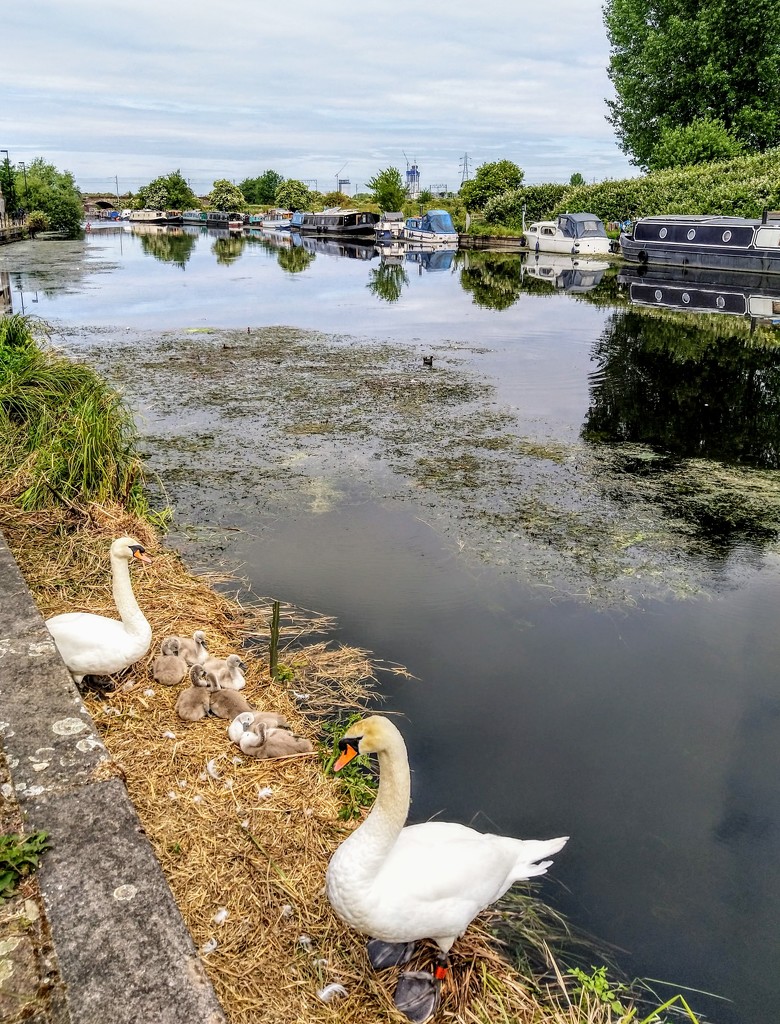 Swan family on the Lea by boxplayer