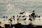 16th Jul 2019 - 2019 07 16 Seagulls on the Slipway