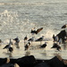 2019 07 16 Seagulls on the Slipway by kwiksilver
