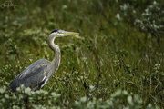 26th May 2020 - Blue Heron in the Bushes 