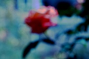 27th May 2020 - rose blur