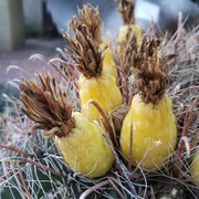 17th May 2020 - Pineapple or Cactus