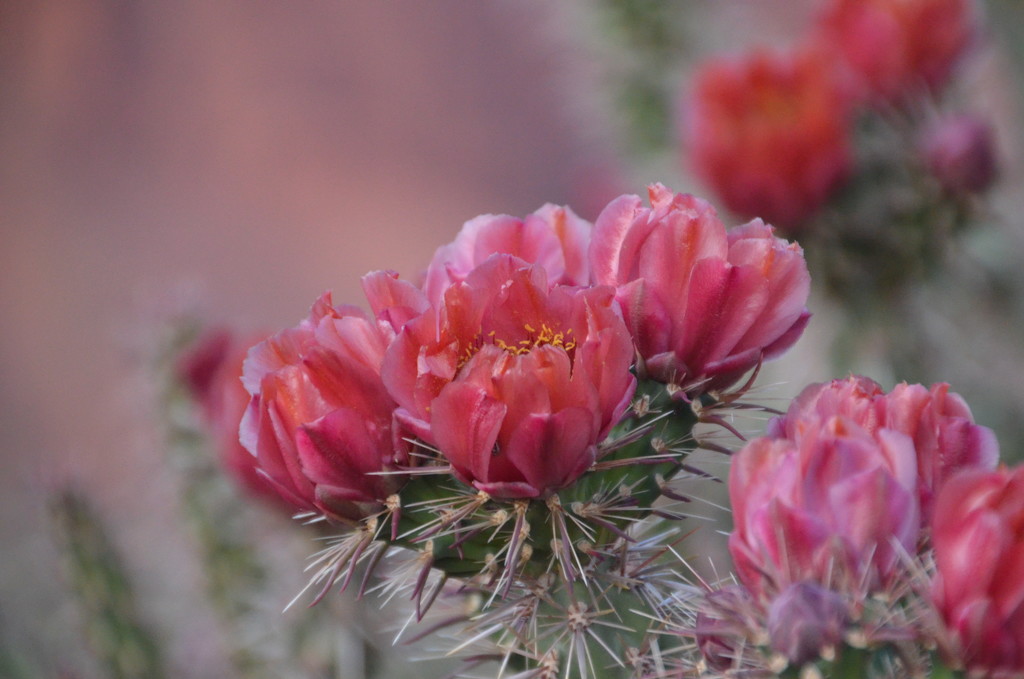 Cactus Flower by mariaostrowski