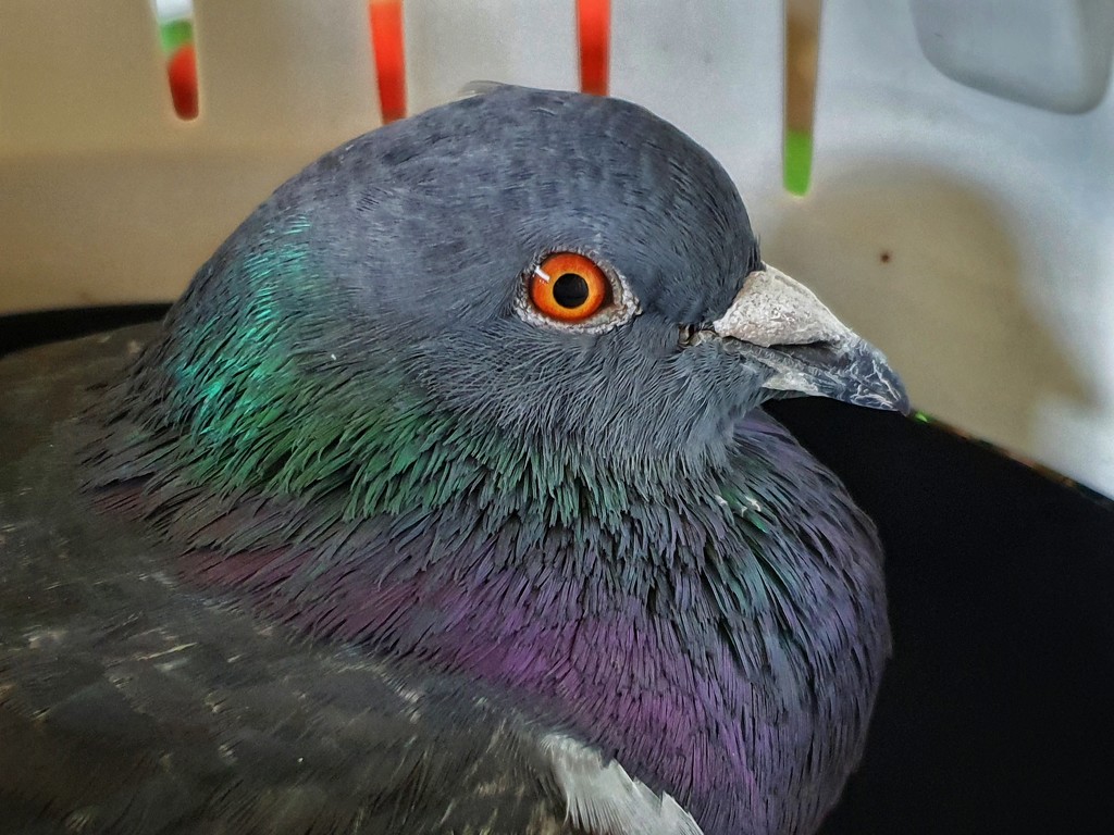 Cynthia the rescued pigeon by isaacsnek