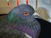 26th May 2020 - Cynthia the rescued pigeon