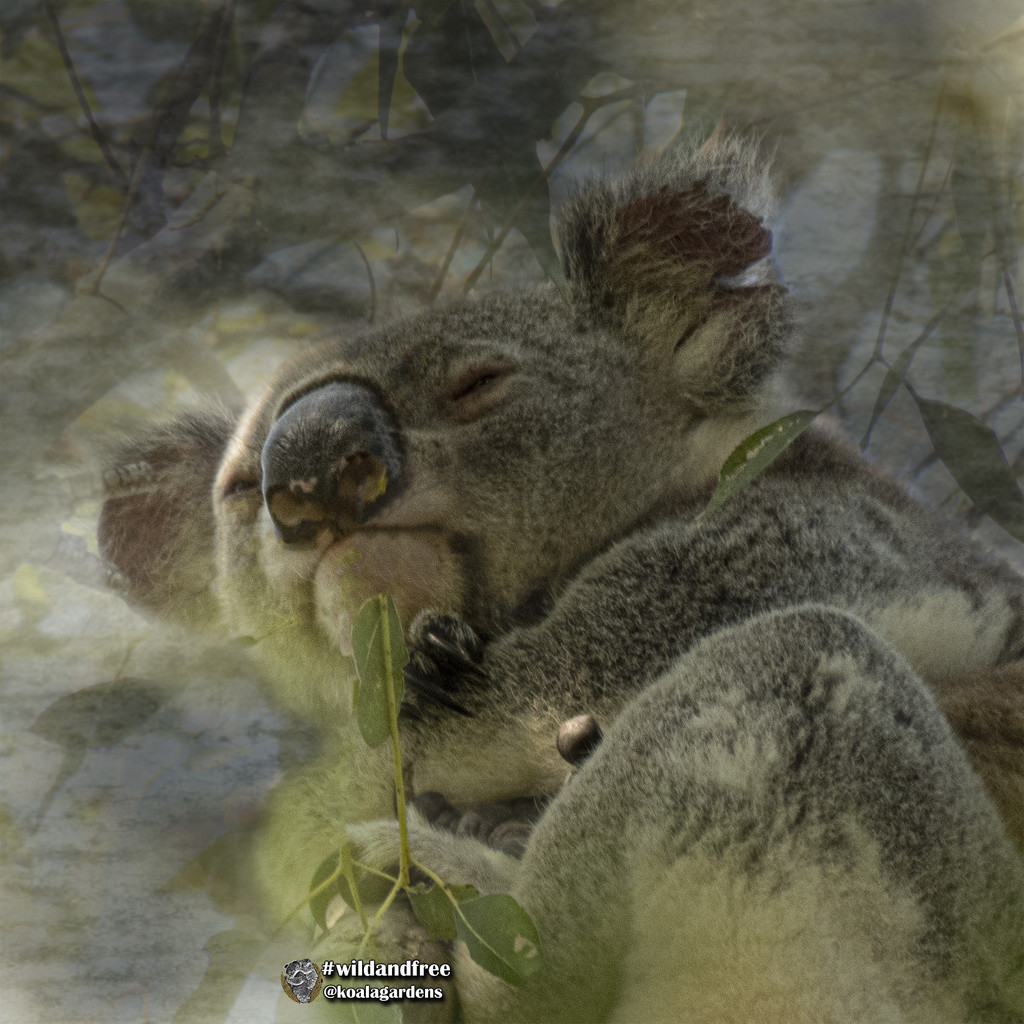 snuggled by koalagardens