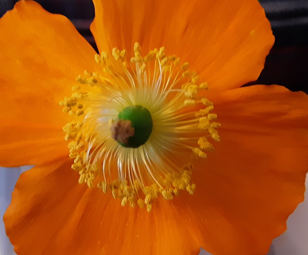 Orange Welsh Poppy  by grace55