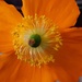 Orange Welsh Poppy  by grace55