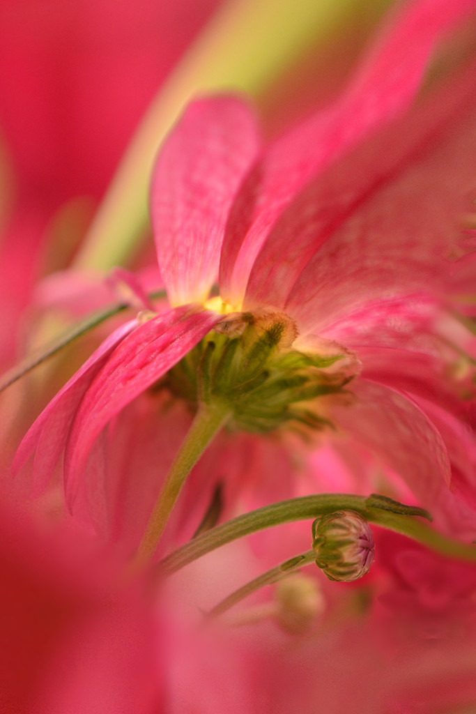 Chrysanthemum and buds........ by ziggy77