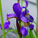 Blue Iris by larrysphotos