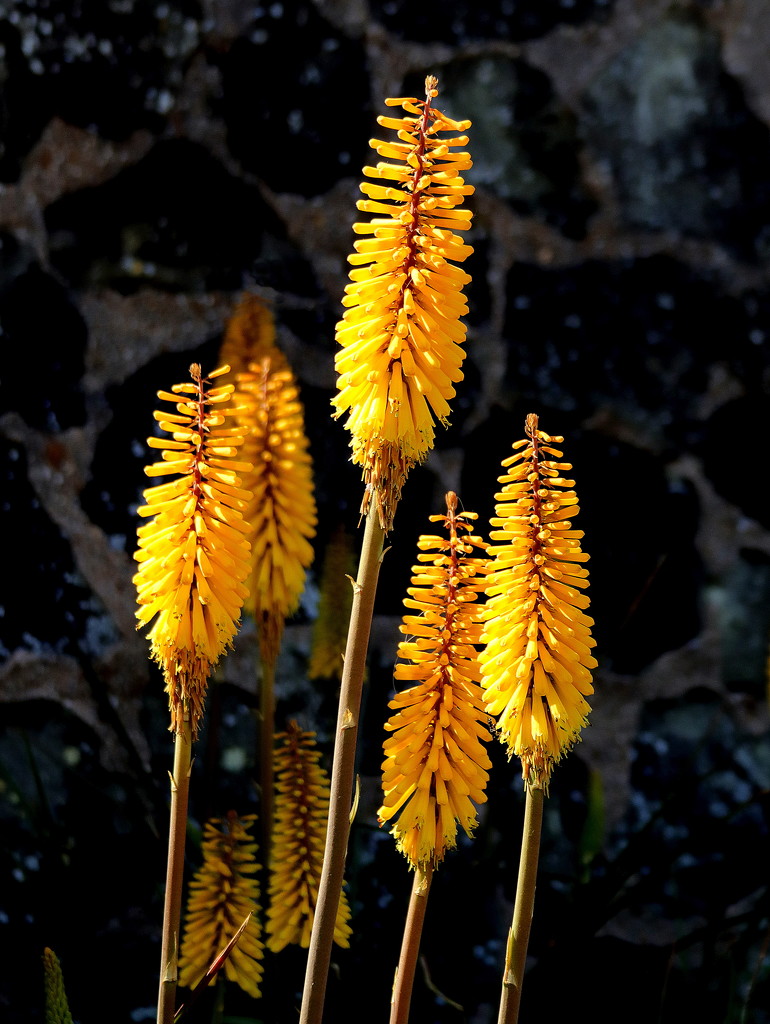 Red Hot Poker by gaf005
