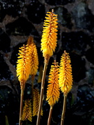 26th May 2020 - Red Hot Poker