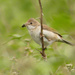 Whitethroat with a caterpillar by janturnbull