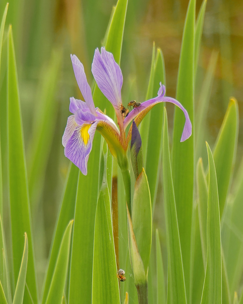 Southern blue flag iris by rminer