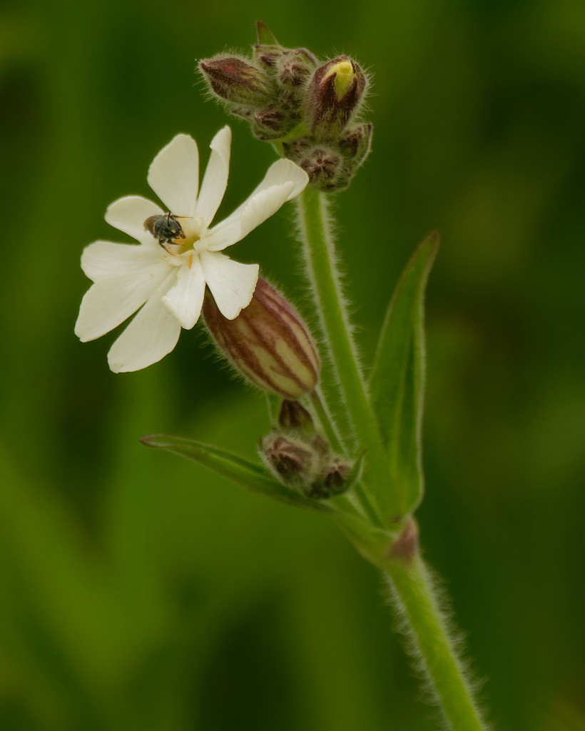 white campion by rminer