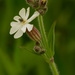 white campion by rminer