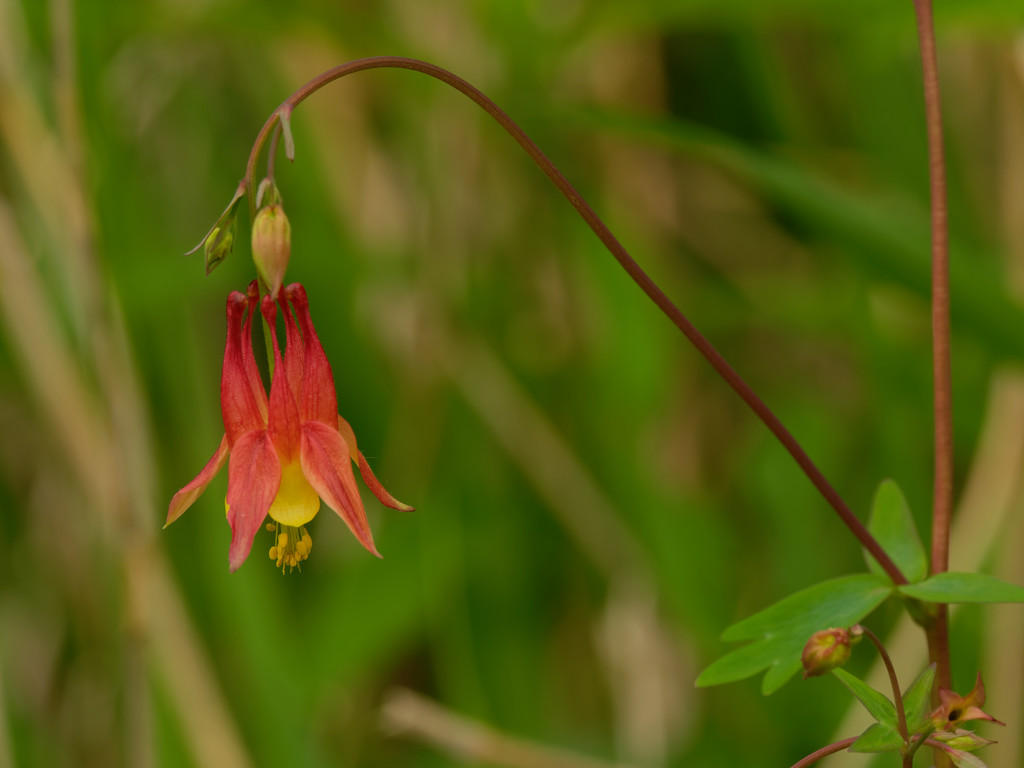 red columbine by rminer