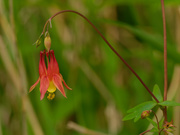 26th May 2020 - red columbine