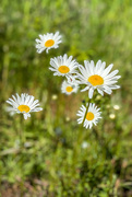 26th May 2020 - Daisies