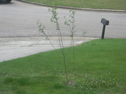 26th May 2020 - Tree in Front Yard 