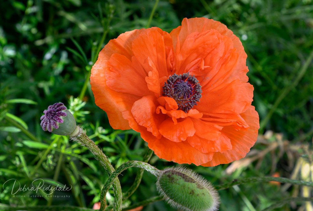 Poppy Stages by dridsdale