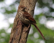 25th May 2020 - A Brown Thrasher