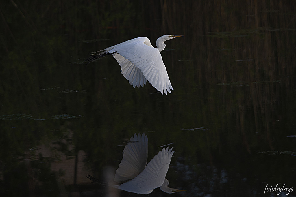 The Great Egret and it's reflection by fayefaye